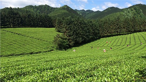 農(nóng)業(yè)部牽頭成立中國茶產(chǎn)業(yè)聯(lián)盟，公司選為副理事長單位