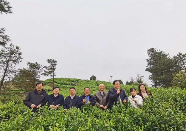 公司負責人陪同省供銷社、湘西州領(lǐng)導一行調(diào)研我司青干村茶葉扶貧示范基地
